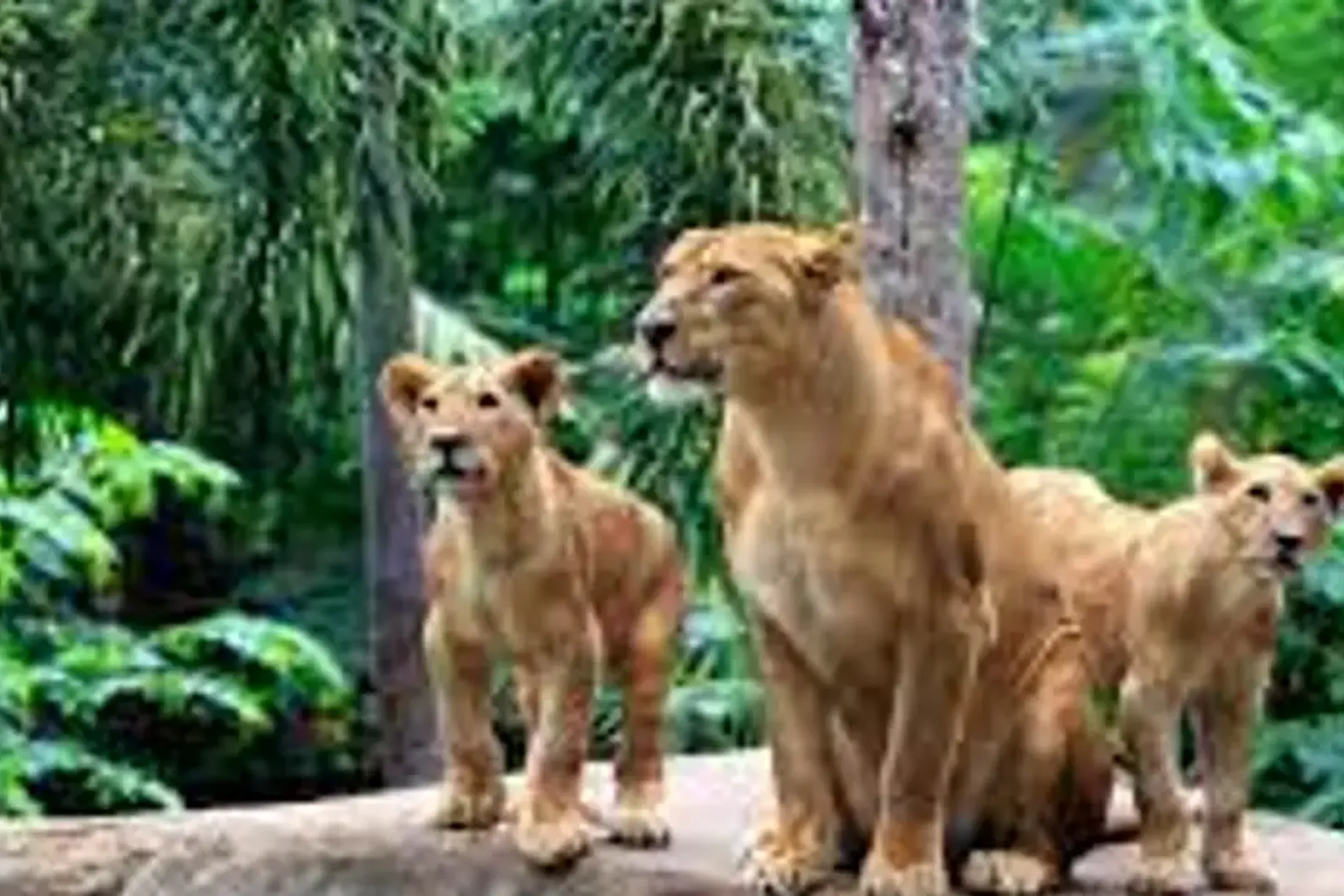 Bali Zoo Ticket